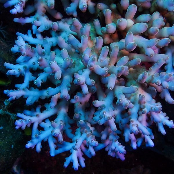 Acropora Caroliniana