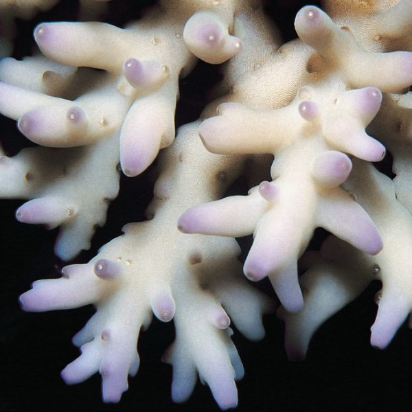 Acropora Caroliniana