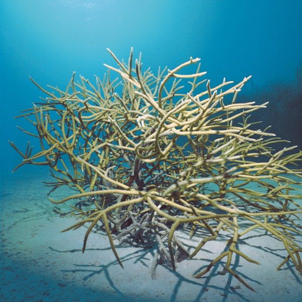 Acropora cervicornis