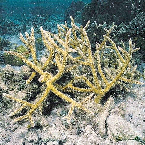 Acropora cervicornis