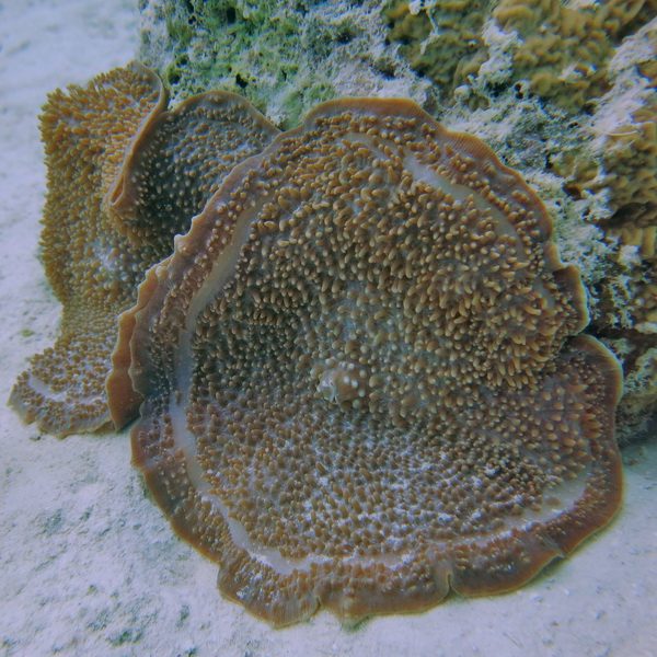 Amplexidiscus fenestrafer