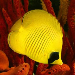 پروانه ماهی سمیلارواتوس