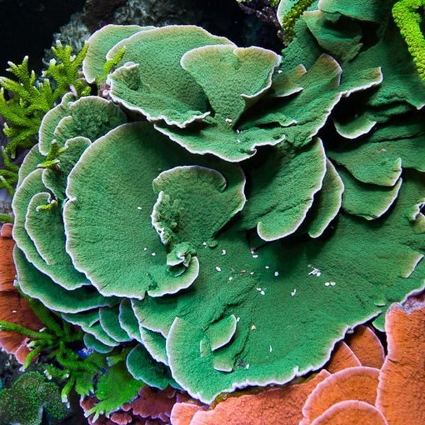Montipora capricornis