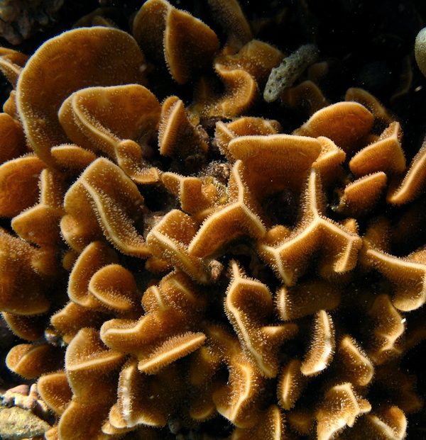 Pavona decussata