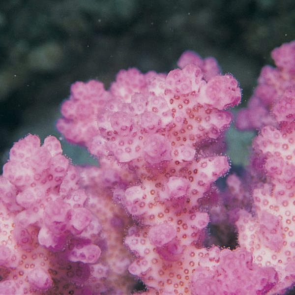 Pocillopora verrucosa