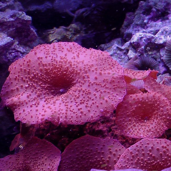 Red Mushroom