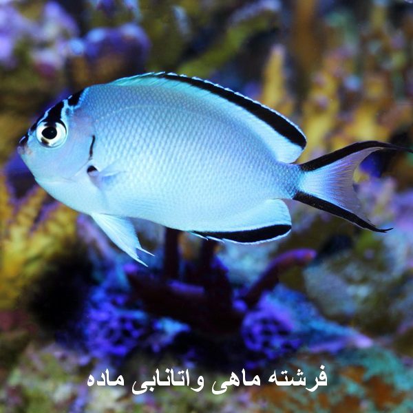 فرشته واتانابی ماده