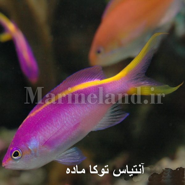 آنتیاس توکا