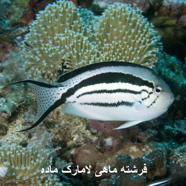 فرشته لامارک