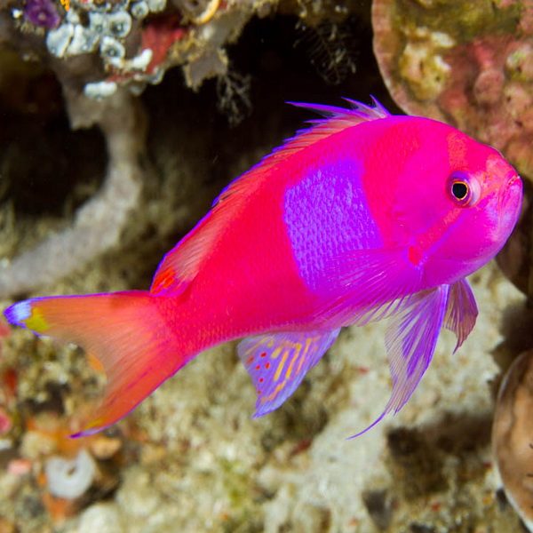 Pseudanthias pleurotaenia