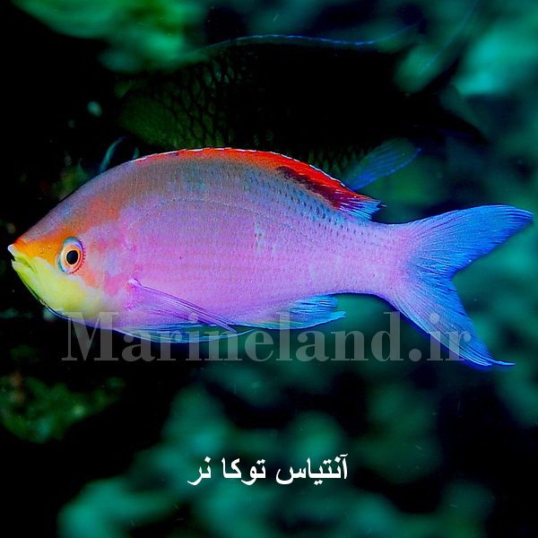 آنتیاس توکا