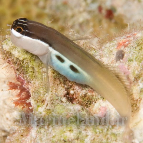 Ecsenius bimaculatus