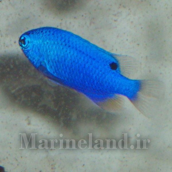 Blue Devil Damselfish