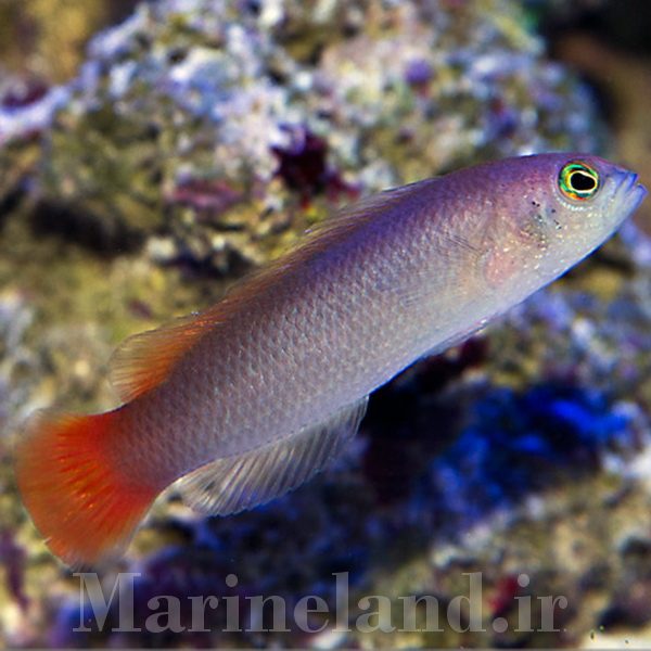 Yellow-breasted dottyback