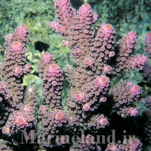 Acropora digitifera