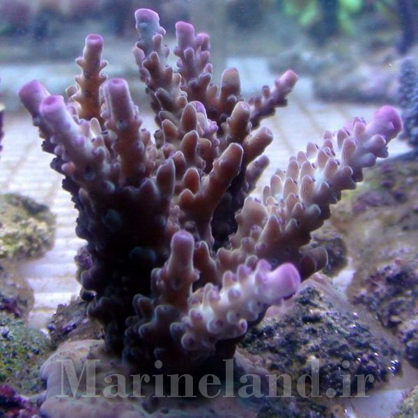 Acropora loisetteae