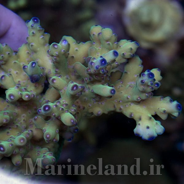 Acropora loripes