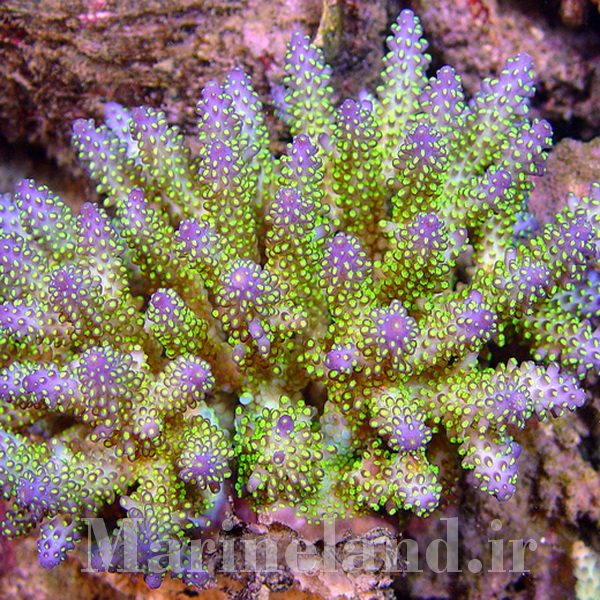 Acropora Secale