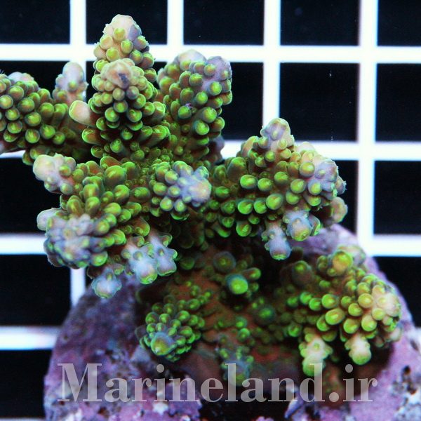 Acropora Secale