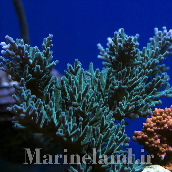 Acropora Turaki