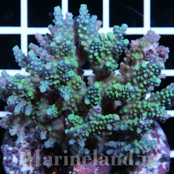 Acropora kimbeensis