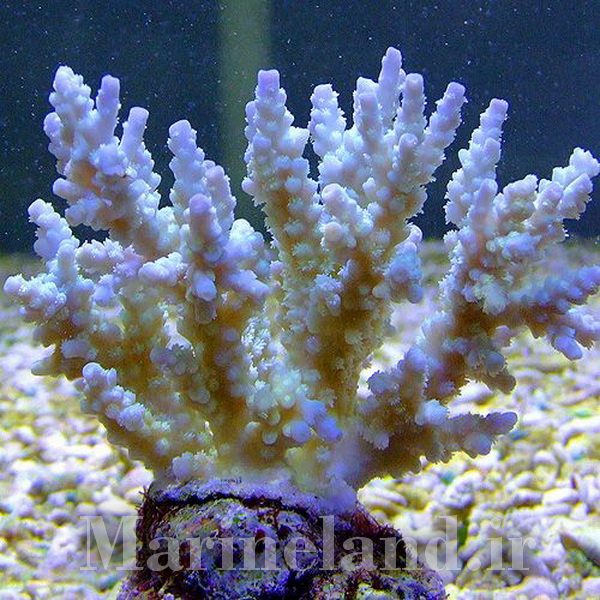 Acropora kimbeensis