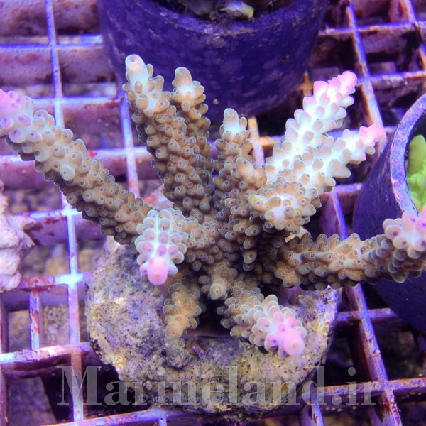 Acropora kosurini