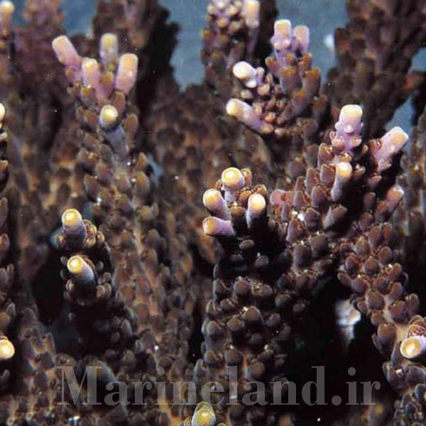 Acropora kosurini