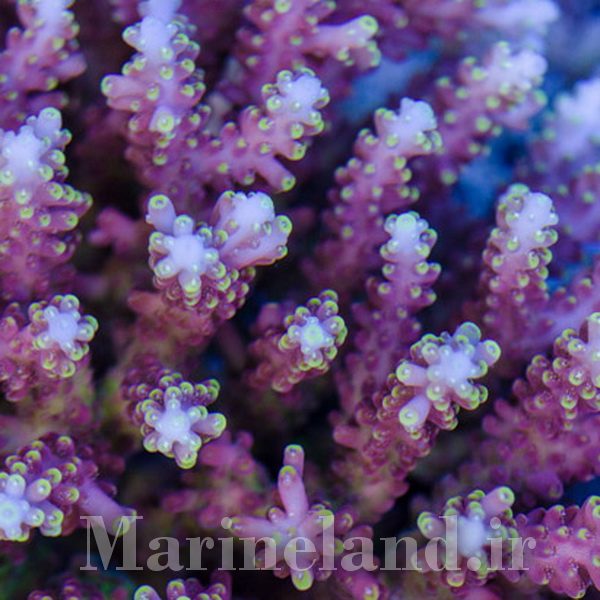 Acropora latistella