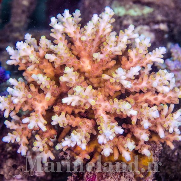 Acropora latistella