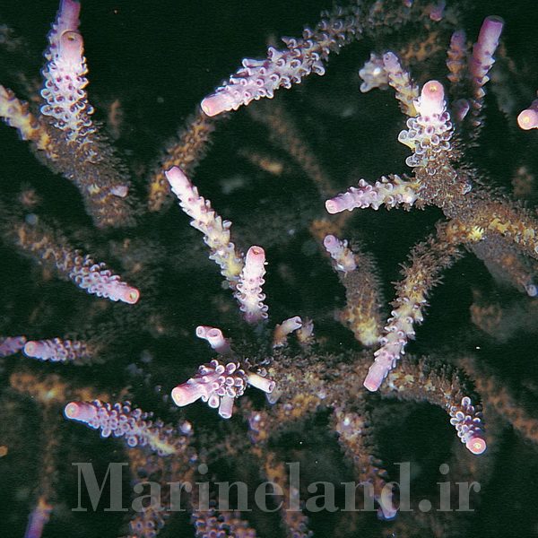 Acropora loisetteae