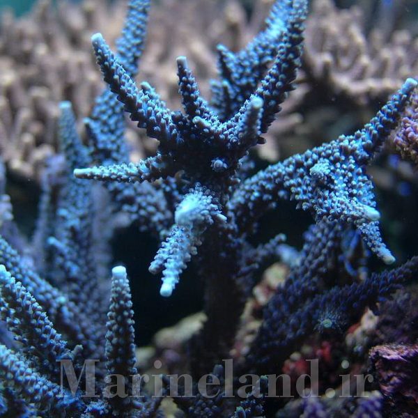 Acropora loisetteae