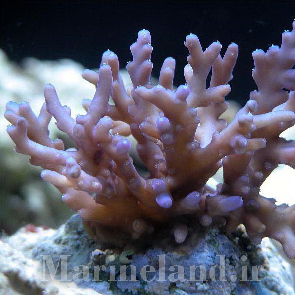 Acropora lokani