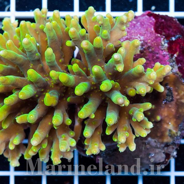 Acropora lokani