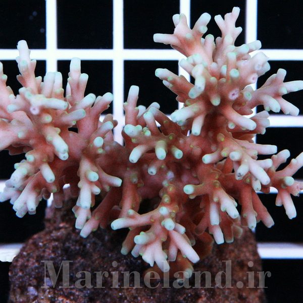 Acropora lokani