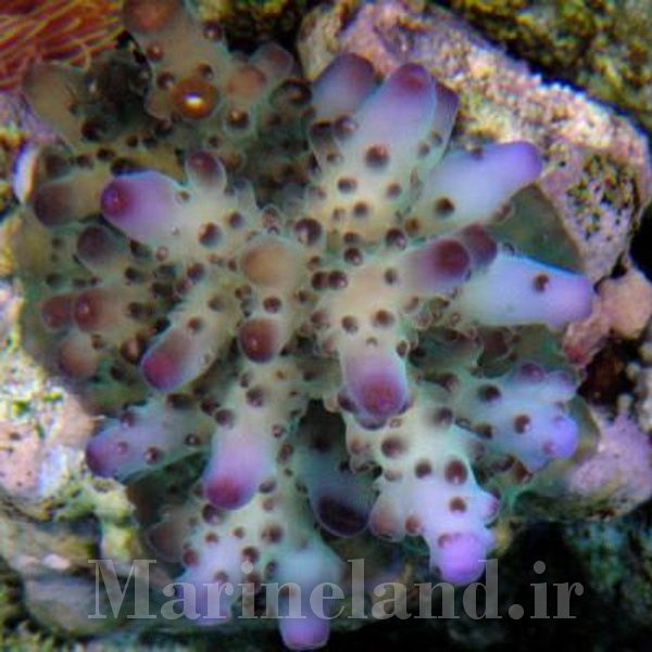 Acropora loripes