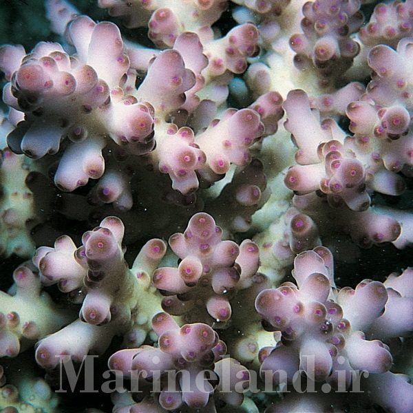 Acropora loripes