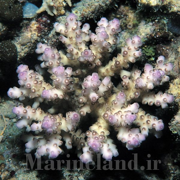 Acropora loripes