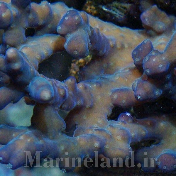 Acropora maryae