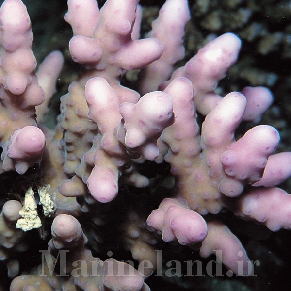 Acropora maryae