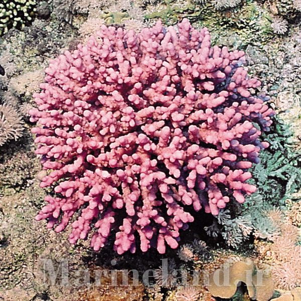 Acropora maryae