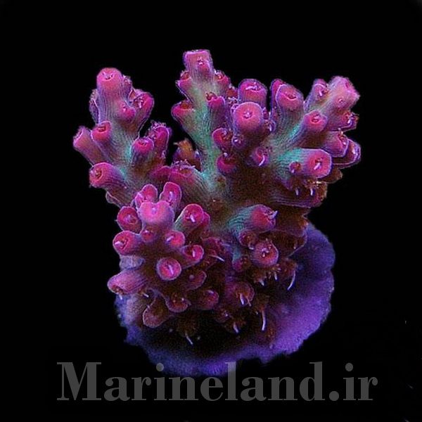 Acropora microclados