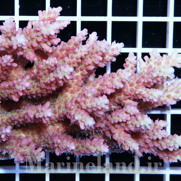 Acropora microclados