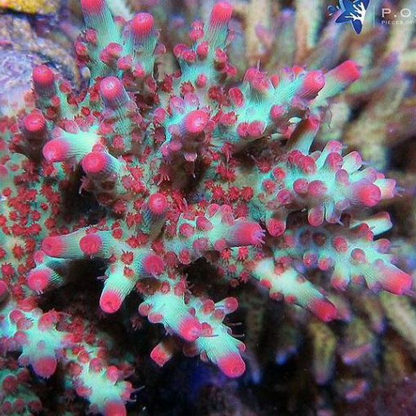 Acropora microclados