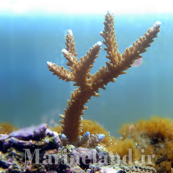 Acropora microphthalma