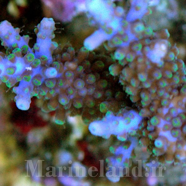 Acropora microphthalma