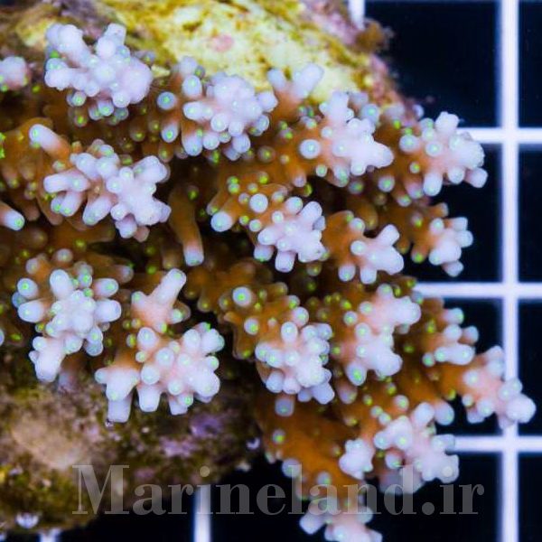 Acropora microphthalma