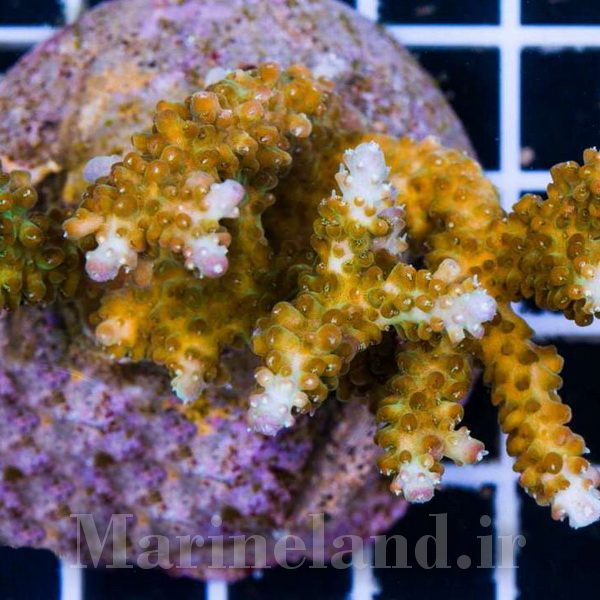 Acropora natalensis