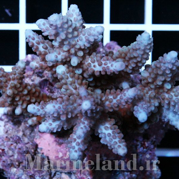 Acropora parilis