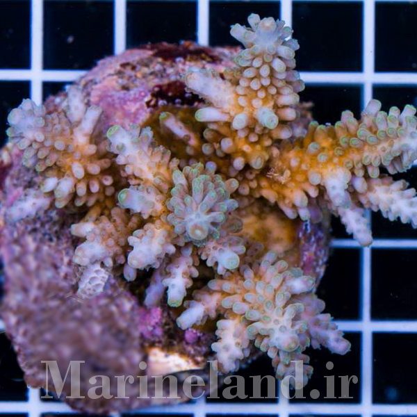 Acropora parilis